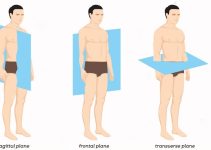 The Three Anatomical Body Planes and Movements – Sagittal, Coronal,& Transverse The Three Anatomical Body Planes and Movements – Sagittal, Coronal,& Transverse